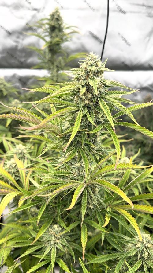 Mephisto genetics. Week 12