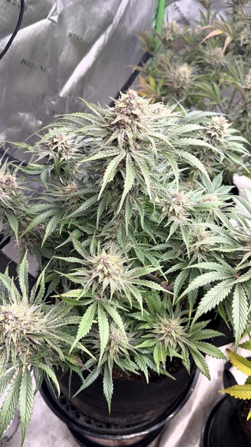 Mephisto genetics. Week 12