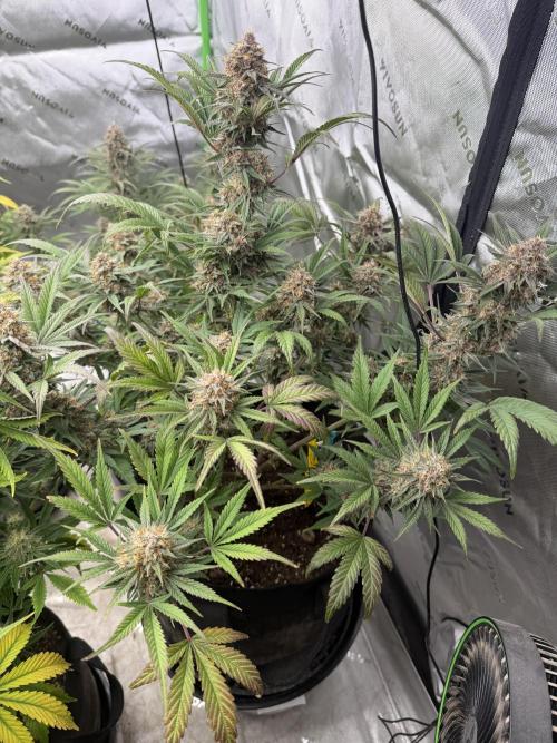 Mephisto genetics. Week 12