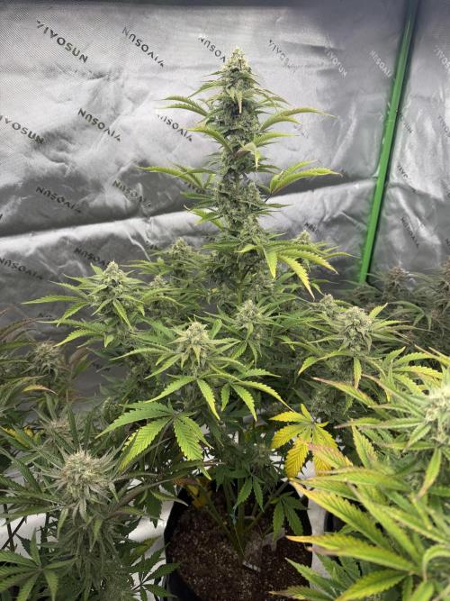 Mephisto genetics. Week 12