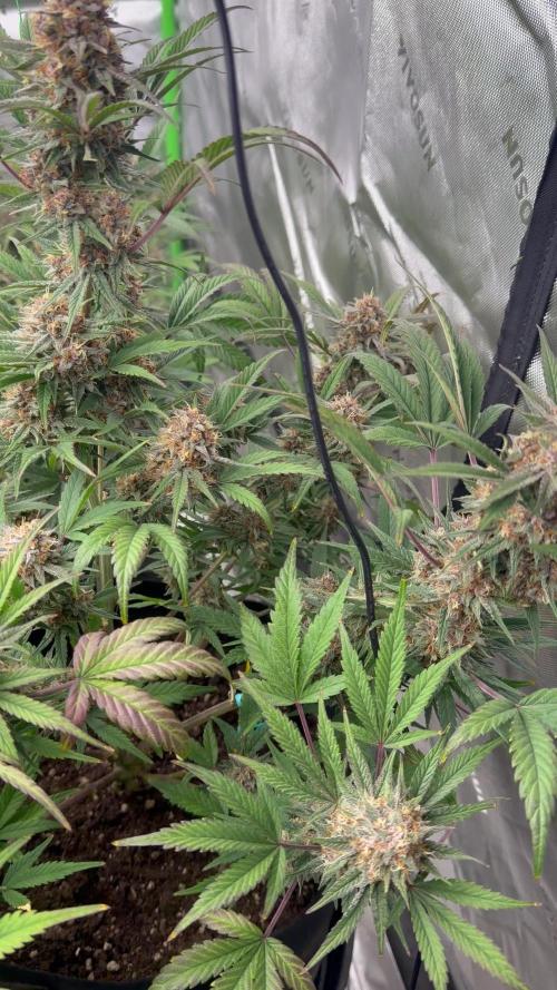 Mephisto genetics