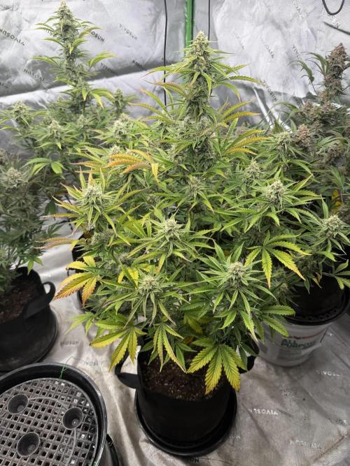 Mephisto genetics. Week 12