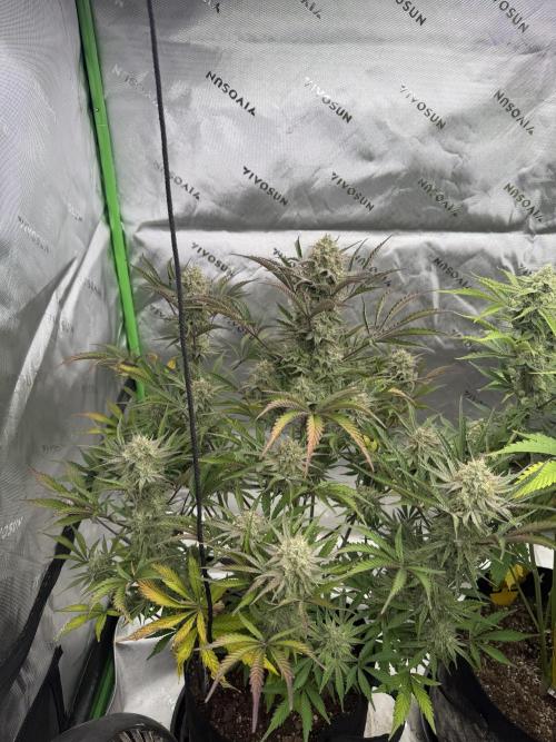 Falcon-Berry OG. Week 12
