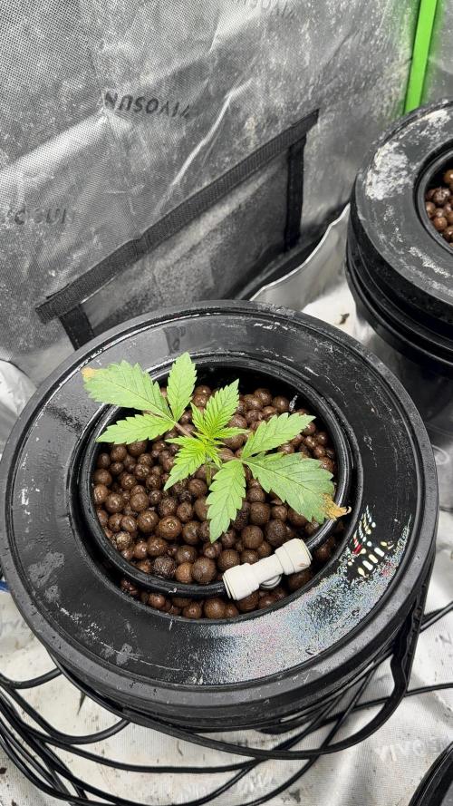 Exotic seeds. Week 2