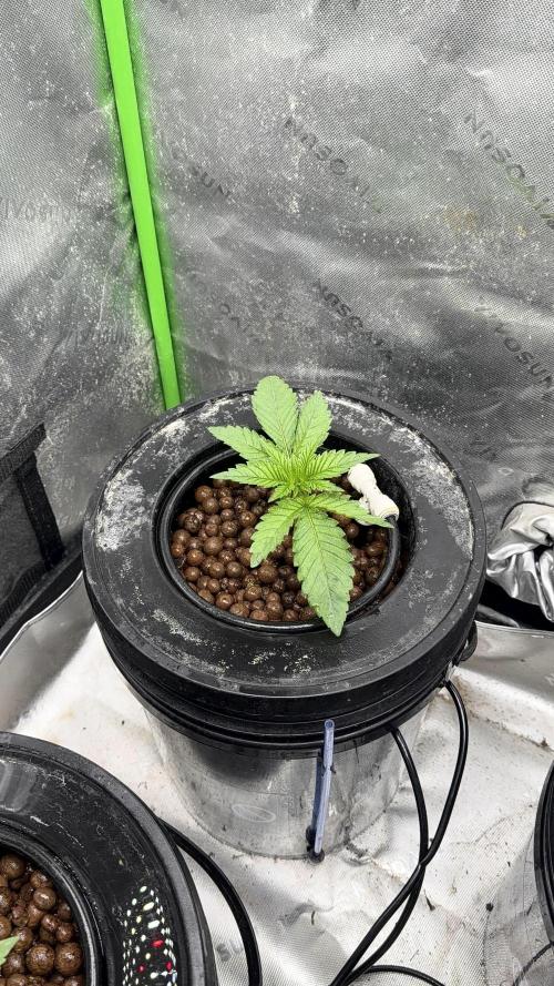 Exotic seeds. Week 2