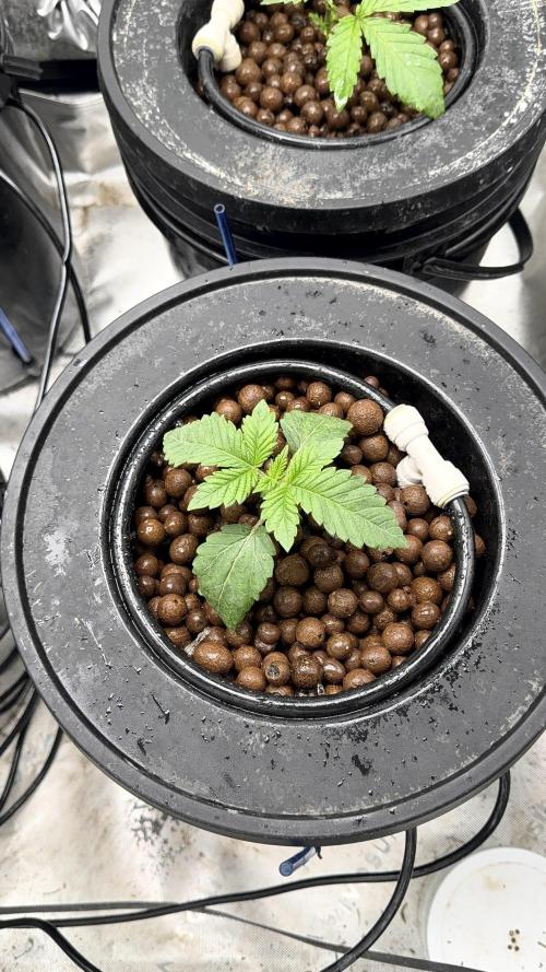 Exotic seeds. Week 2