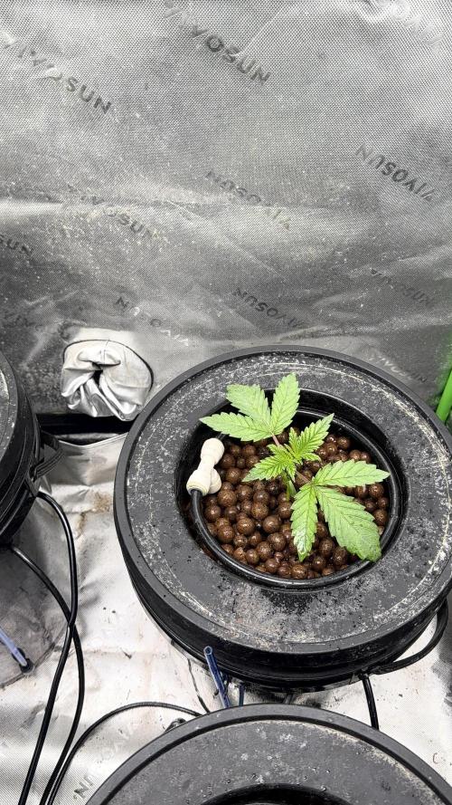 Exotic seeds. Week 2