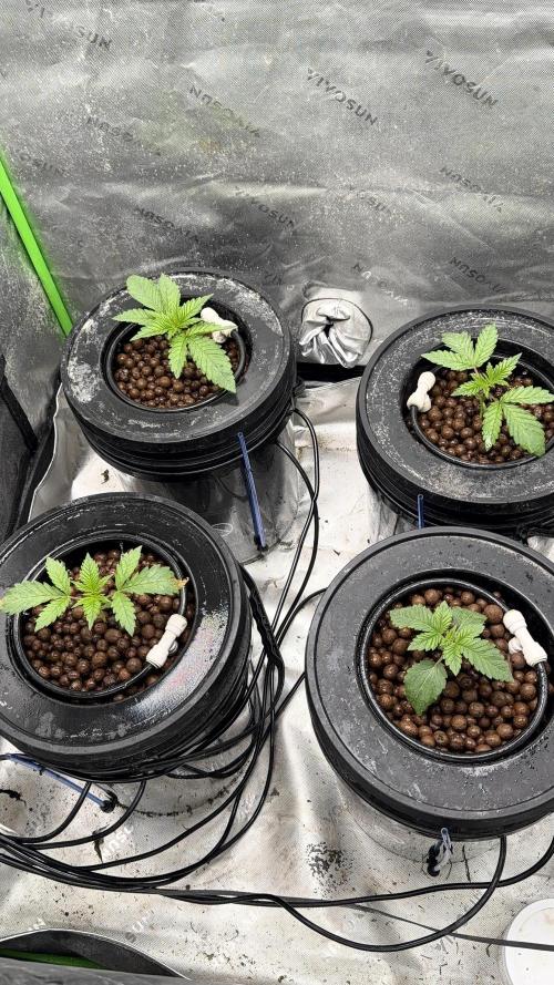 Exotic seeds. Week 2