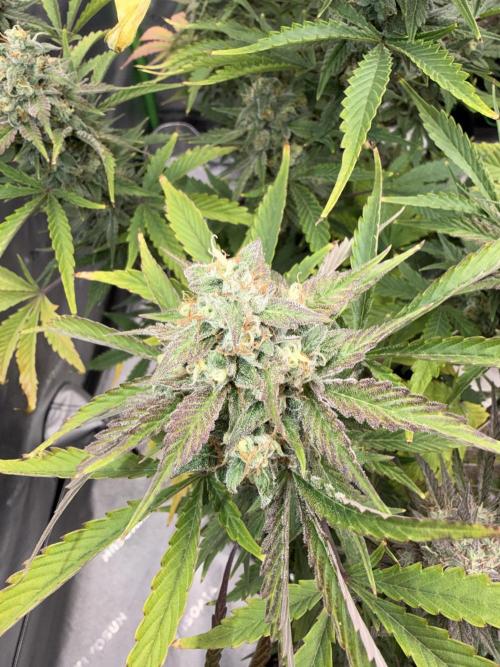 Mephisto genetics. Week 13