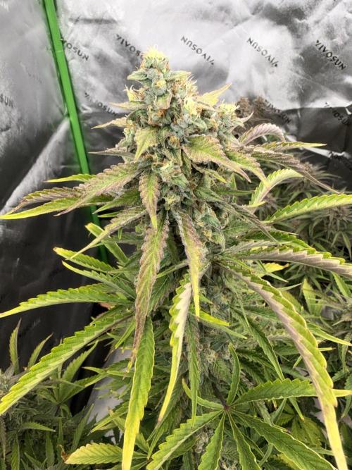 Mephisto genetics. Week 13