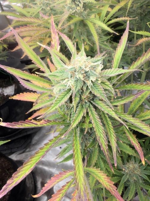 Mephisto genetics. Week 13
