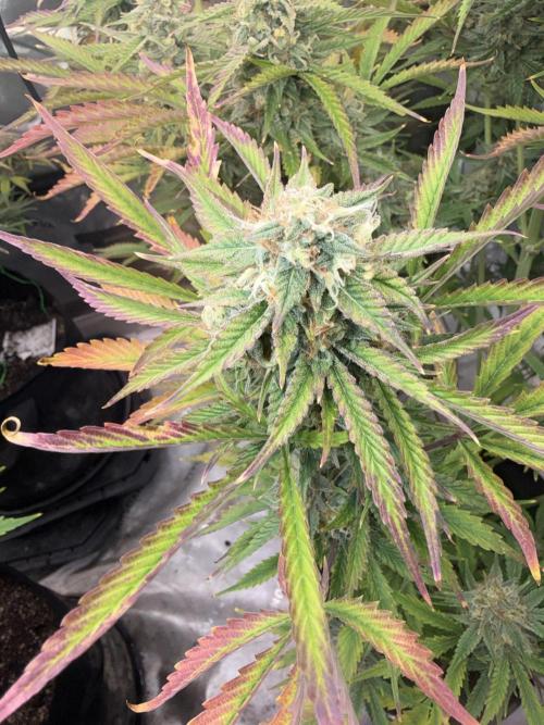 Mephisto genetics. Week 13