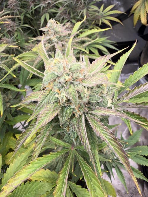 Mephisto genetics. Week 13