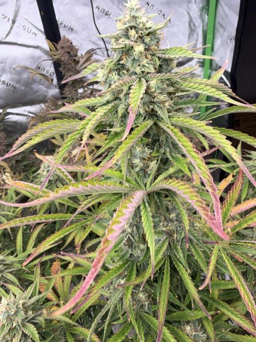 Mephisto genetics. Week 13