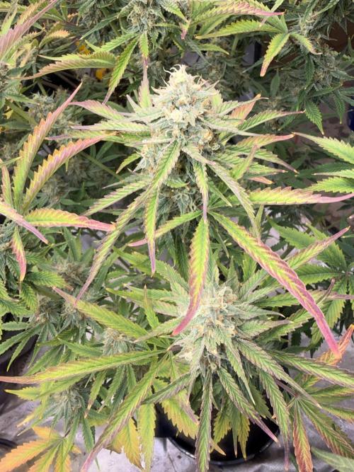 Mephisto genetics. Week 13