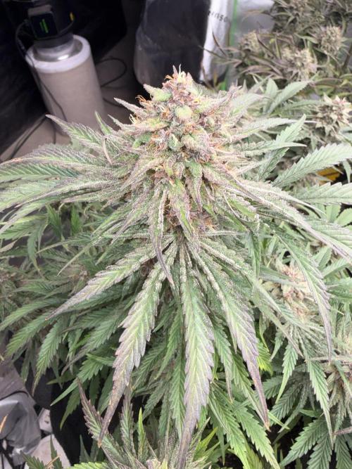 Mephisto genetics. Week 13