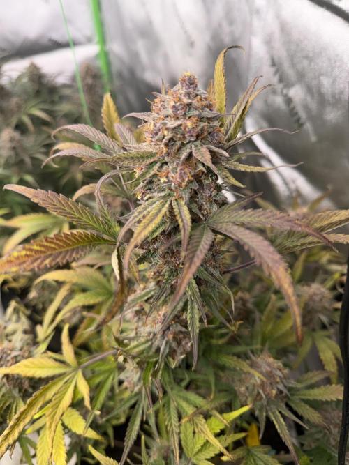 Mephisto genetics. Week 13