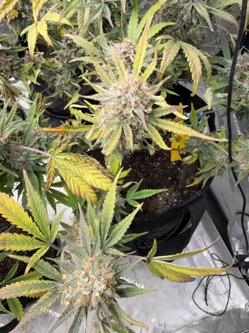 Mephisto genetics. Week 13