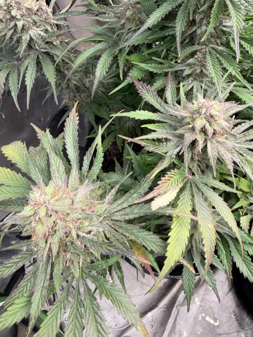 Mephisto genetics. Week 13