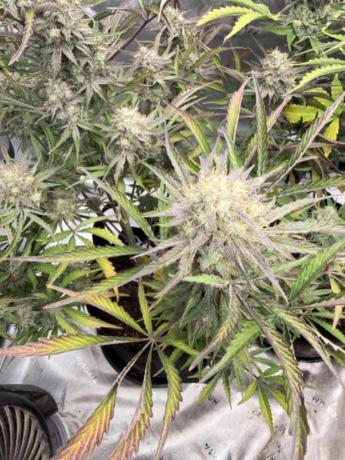 Mephisto genetics. Week 13