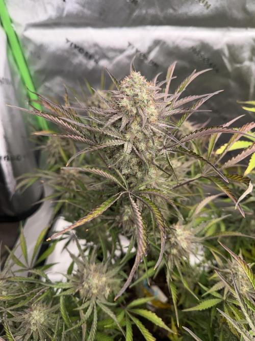 Mephisto genetics. Week 13