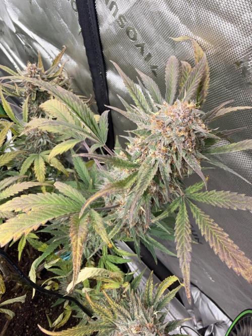 Falcon-Berry OG. Week 13