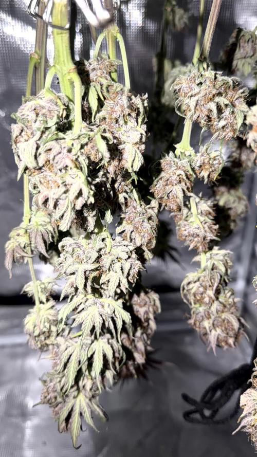Mephisto genetics. Week 13