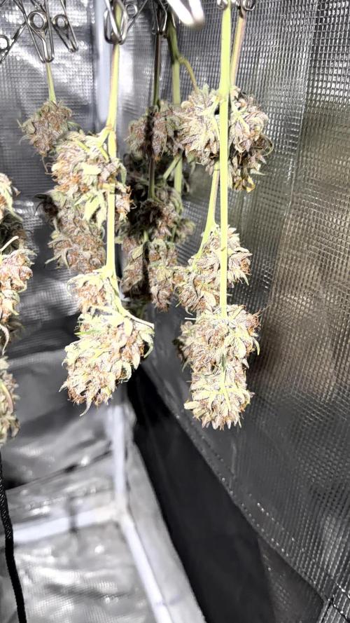Mephisto genetics. Week 13