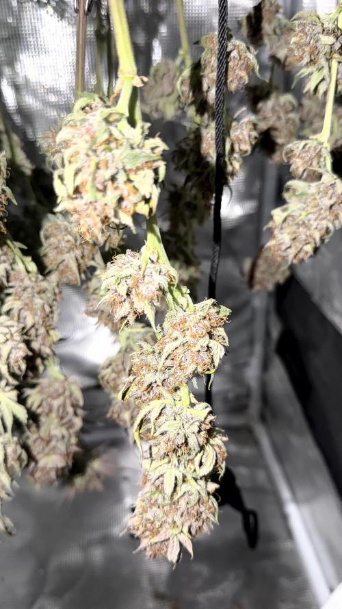 Mephisto genetics. Week 13