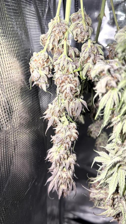Mephisto genetics. Week 13