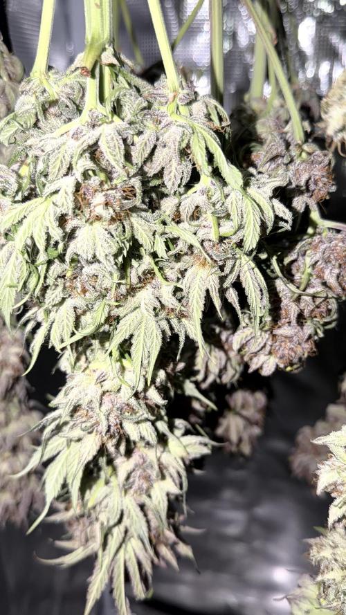 Mephisto genetics. Week 13