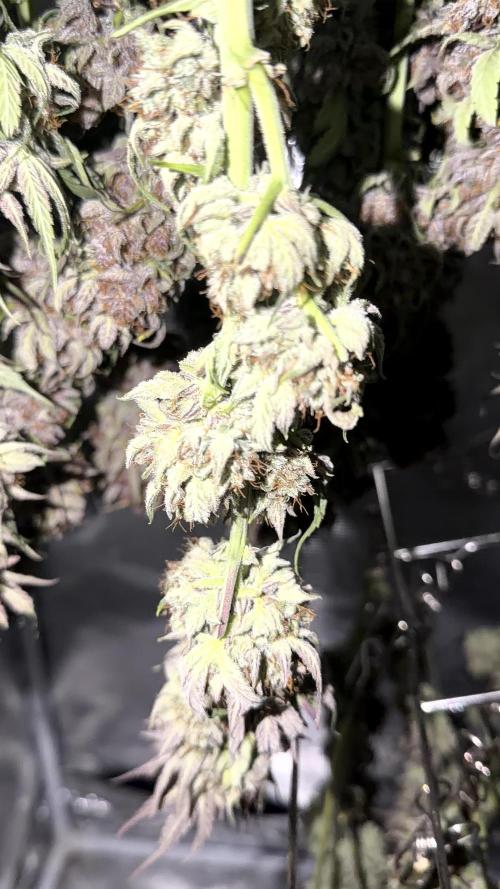 Mephisto genetics. Week 13