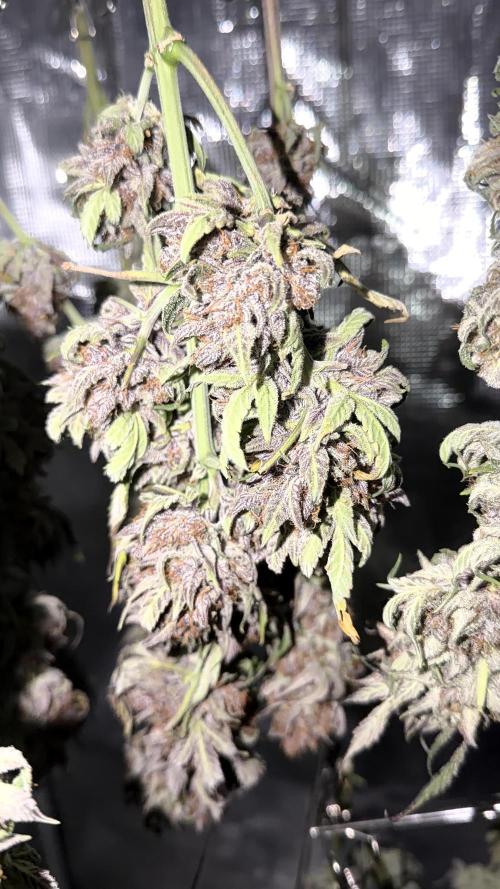 Mephisto genetics. Week 13