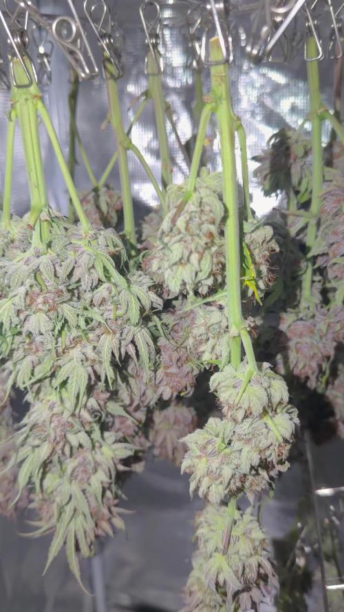 Mephisto genetics