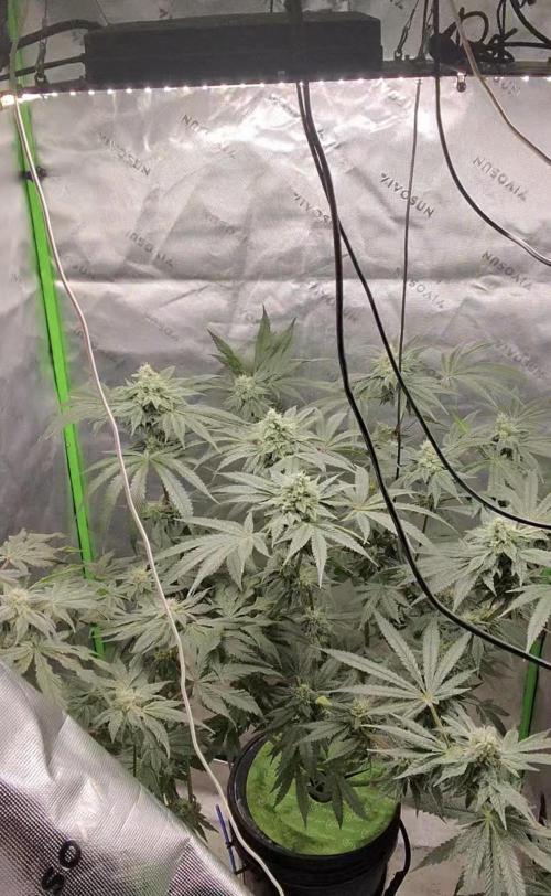 Exotic seeds. Week 8