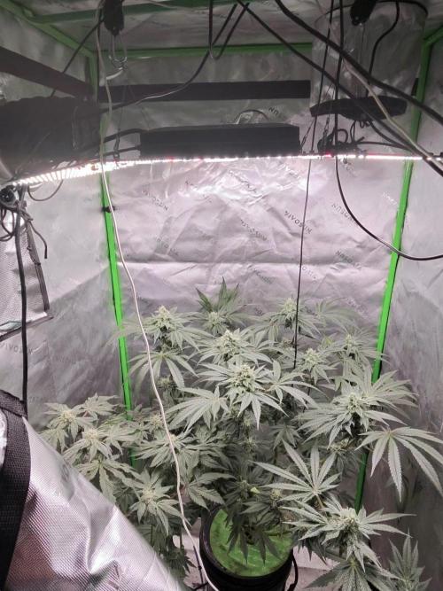 Exotic seeds. Week 8