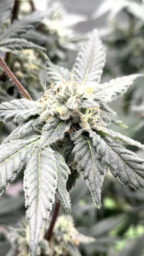 Exotic seeds. Week 8