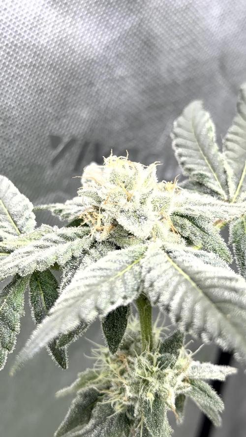 Exotic seeds. Week 8