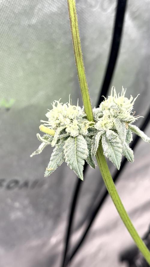 Exotic seeds. Week 8