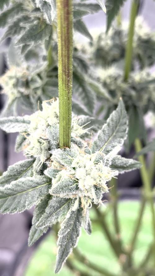 Exotic seeds. Week 8