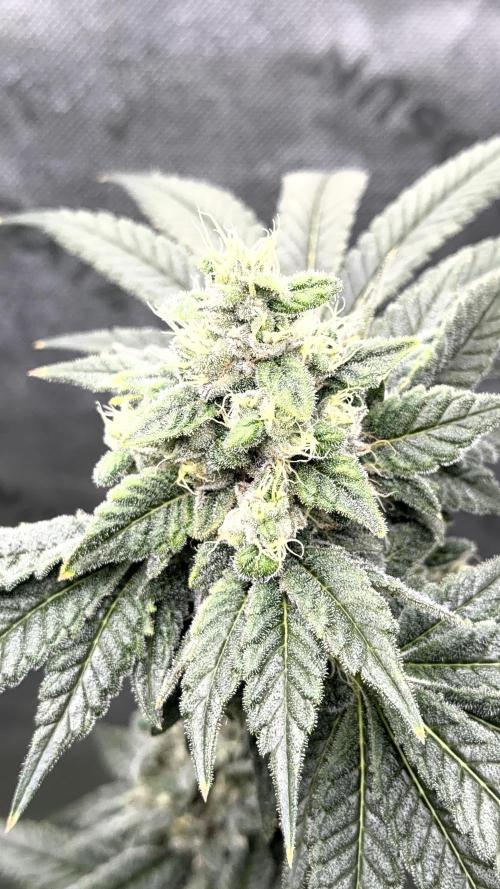 Exotic seeds. Week 8