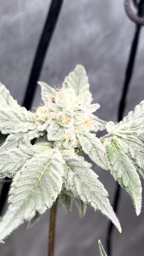 Exotic seeds. Week 8