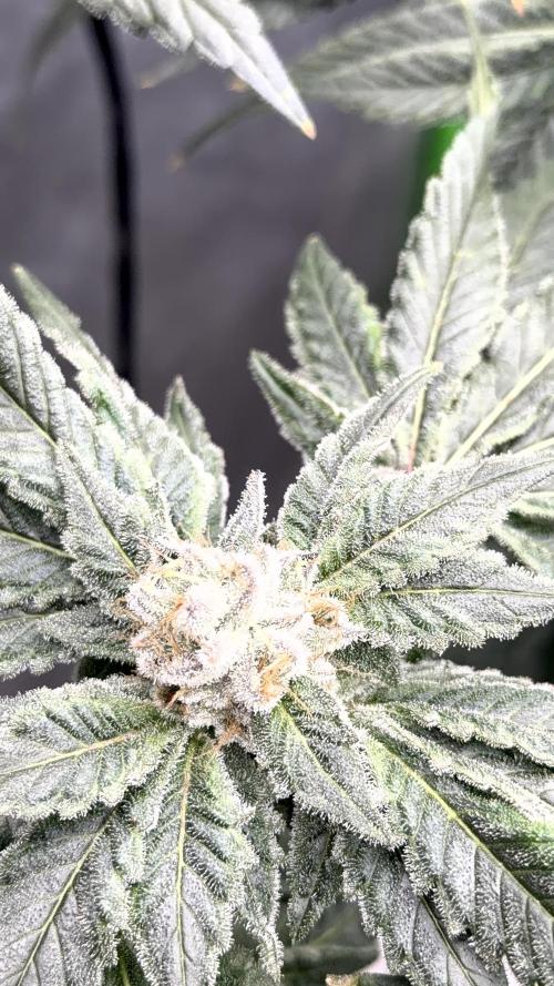 Exotic seeds. Week 8