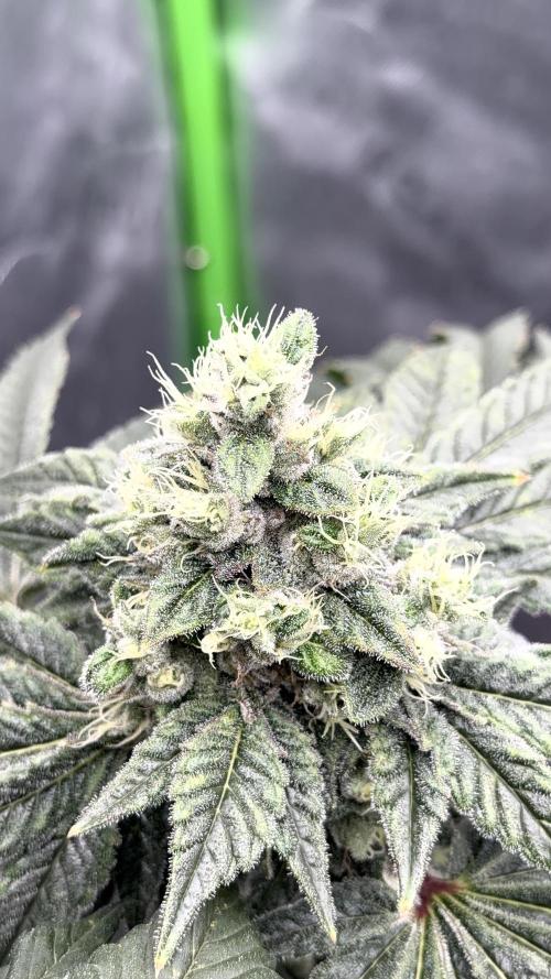 Exotic seeds. Week 8