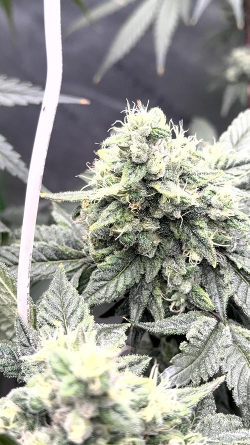 Exotic seeds. Week 8