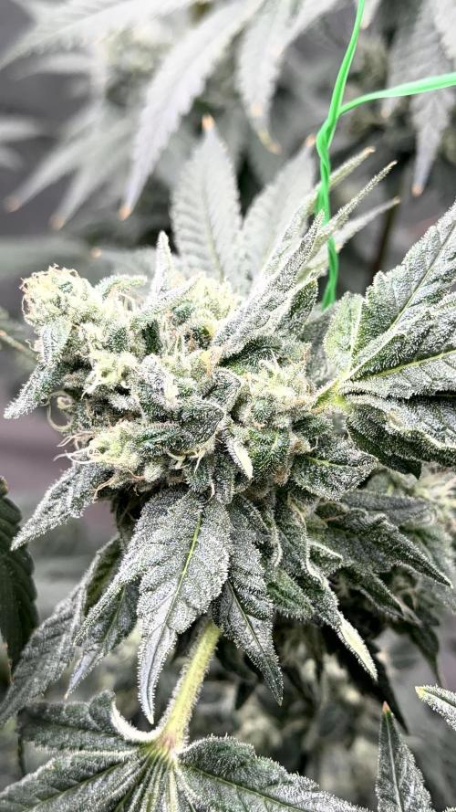 Exotic seeds. Week 8