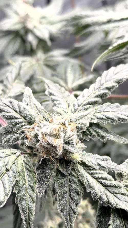 Exotic seeds. Week 8