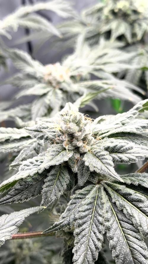 Exotic seeds. Week 8