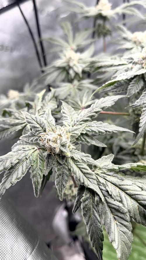 Exotic seeds. Week 8