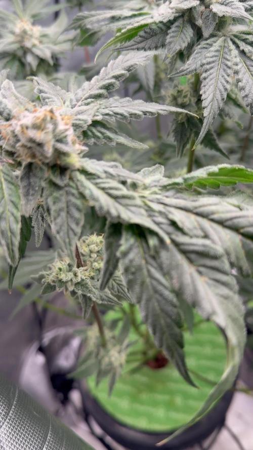 Exotic seeds